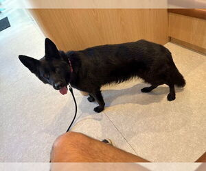 German Shepherd Dog Dogs for adoption in Plantation, FL, USA