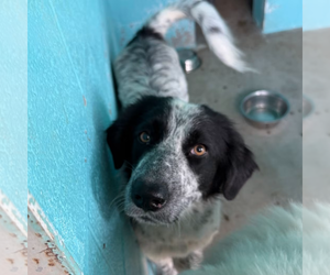 Mutt Dogs for adoption in Woodbury, NY, USA