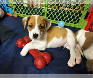 Boxer-Collie Mix Dogs for adoption in Forest, VA, USA