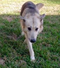 German Shepherd Dog Dogs for adoption in Texarkana, TX, USA