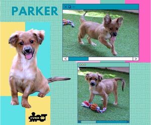 Spaniel-Unknown Mix Dogs for adoption in Lindsay, CA, USA