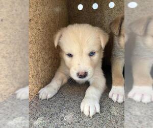 Mutt Dogs for adoption in Stockton, CA, USA