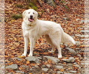 Great Pyrenees Dogs for adoption in Croydon, NH, USA