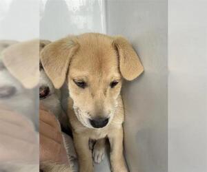 Labrador Retriever Dogs for adoption in Houston, TX, USA