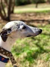 Medium Photo #1 Whippet Puppy For Sale in Richardson, TX, USA