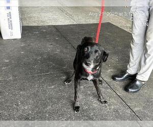 Mutt Dogs for adoption in Ocala, FL, USA