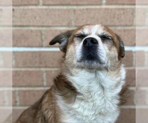 Pembroke Welsh Corgi Dogs for adoption in Denison, TX, USA