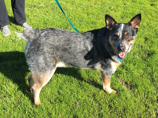 Mutt Dogs for adoption in Santa Rosa, CA, USA