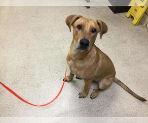 Mastiff-Unknown Mix Dogs for adoption in Riverside, CA, USA