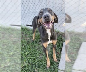 Black and Tan Coonhound Dogs for adoption in Rosenberg, TX, USA