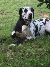 Great Dane Dogs for adoption in Clifton, TX, USA