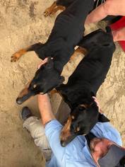 Doberman Pinscher Dogs for adoption in Enterprise, AL, USA