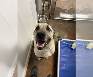 Anatolian Shepherd-Mastiff Mix Dogs for adoption in Bolivar, MO, USA