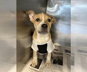 American Staffordshire Terrier-Unknown Mix Dogs for adoption in San Antonio, TX, USA