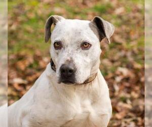 American Pit Bull Terrier-Pointer Mix Dogs for adoption in Blairsville, GA, USA