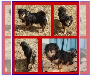 Cocker Spaniel-Dachshund Mix Dogs for adoption in Blakeslee, PA, USA