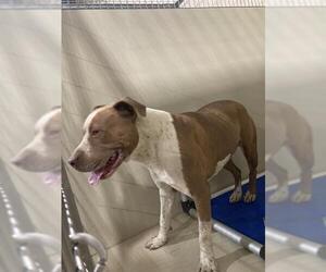 Mutt Dogs for adoption in Bakersfield, CA, USA