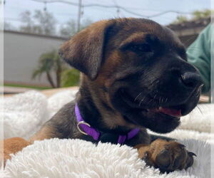 Mastiff-Unknown Mix Dogs for adoption in Goodyear, AZ, USA