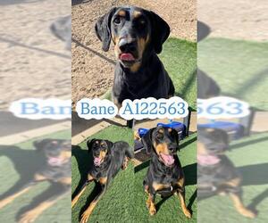 Doberman Pinscher Dogs for adoption in HESPERIA, CA, USA