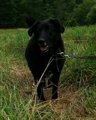 Labrador Retriever-Unknown Mix Dogs for adoption in Paw Paw, WV, USA