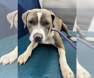American Bulldog-Unknown Mix Dogs for adoption in Mobile, AL, USA