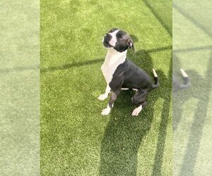 Unknown-Whippet Mix Dogs for adoption in Hilton Head, SC, USA