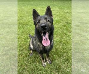 Akita-German Shepherd Dog Mix Dogs for adoption in Chula Vista, CA, USA