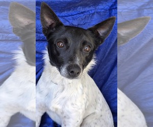 Jack Russell Terrier-Unknown Mix Dogs for adoption in Cuba, NY, USA