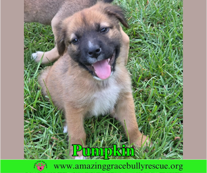 Black Mouth Cur-Unknown Mix Dogs for adoption in Milton, FL, USA