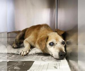 Chihuahua Dogs for adoption in San Antonio, TX, USA