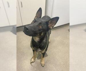 German Shepherd Dog Dogs for adoption in HESPERIA, CA, USA