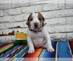 Great Dane-Unknown Mix Dogs for adoption in OKLAHOMA CITY, OK, USA