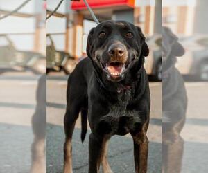 Black and Tan Coonhound-Labrador Retriever-Labrador Retriever Mix Dogs for adoption in Alexandria, VA, USA