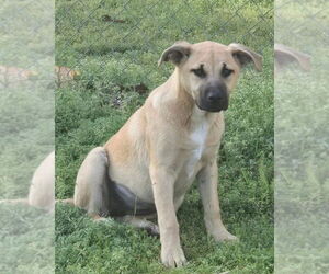 Labrador Retriever-Unknown Mix Dogs for adoption in Alexander, AR, USA