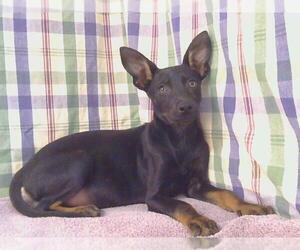Miniature Pinscher Dogs for adoption in Sacramento, CA, USA