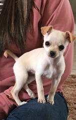 Chihuahua Dogs for adoption in Peralta, NM, USA