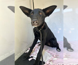 German Shepherd Dog-Unknown Mix Dogs for adoption in Placerville, CA, USA