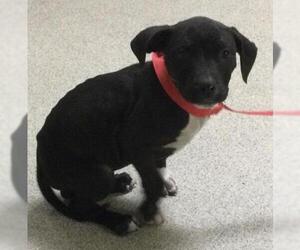 American Pit Bull Terrier Dogs for adoption in Riverside, CA, USA