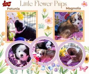 Australian Shepherd-Unknown Mix Dogs for adoption in Lindsay, CA, USA