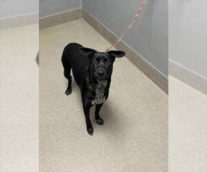 Border Collie-Unknown Mix Dogs for adoption in Las Vegas, NV, USA