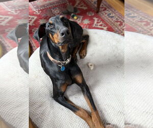 Doberman Pinscher Dogs for adoption in Minneaoplis, MN, USA