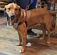 Golden Labrador Dogs for adoption in FORT WORTH, TX, USA