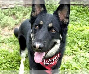Siberian Husky-Unknown Mix Dogs for adoption in Pueblo, CO, USA