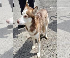 Siberian Husky Dogs for adoption in San Antonio, TX, USA