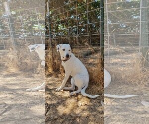 Dalmatian-Labrador Retriever Mix Dogs for adoption in Fresno, CA, USA