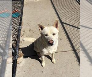 Huskies -Unknown Mix Dogs for adoption in Tulsa, OK, USA
