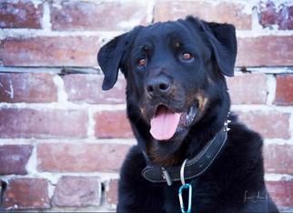 Rottweiler Dogs for adoption in New Port Richey, FL, USA