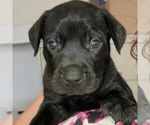 Australian Kelpie Dogs for adoption in Von Ormy, TX, USA