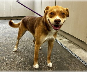 Australian Shepherd-Unknown Mix Dogs for adoption in Santa Cruz, CA, USA