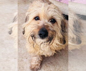 Shih Tzu-Unknown Mix Dogs for adoption in Grafton, WI, USA